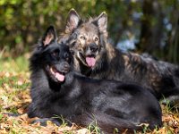 Shani und Gitan